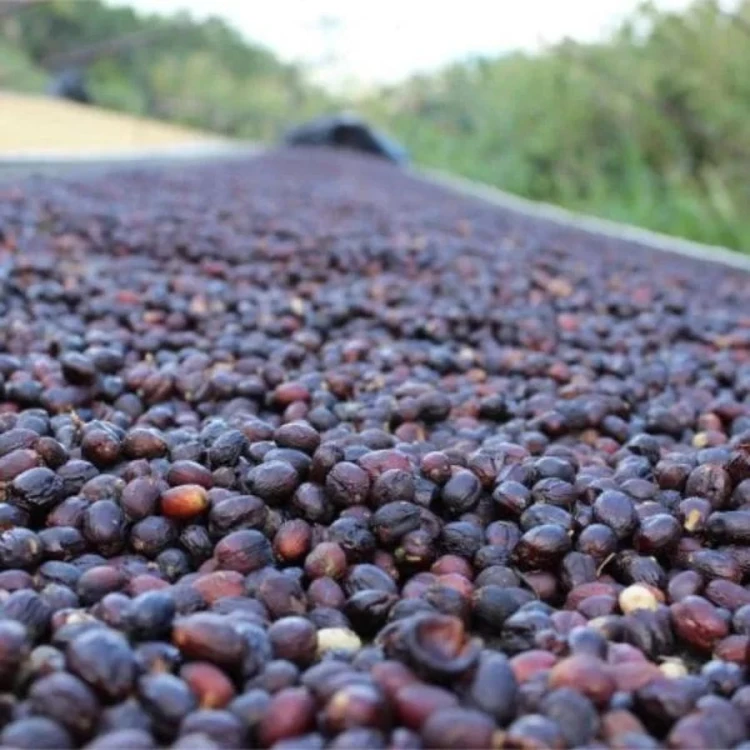 Gardelli Cignobianco Espresso Blend 250 g | CoffeeLove