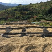 1000 Hills Muhabura Rwanda natural espresso 1 kg | CoffeeLove