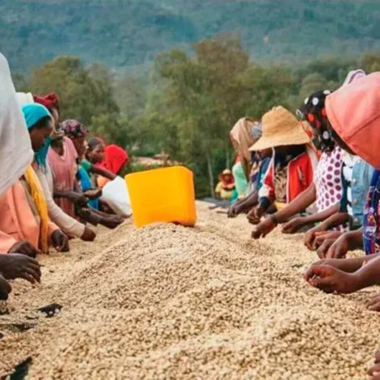 Gardelli Etiopia Worka Wuri omniroast 250 g | CoffeeLove