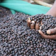 Father's Coffee Etiopia Beshasha filtr 300 g | CoffeeLove
