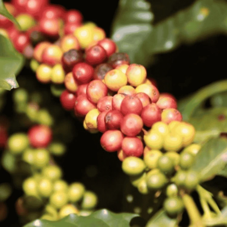 Fathers Coffee Brazil Cafeina espresso 1kg | CoffeeLove