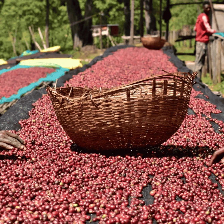 Nomad Coffee Etiopia Samuel Tunisisa 250 g | CoffeeLove
