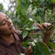Roastains Honduras Hazel Strike 250 g | CoffeeLove