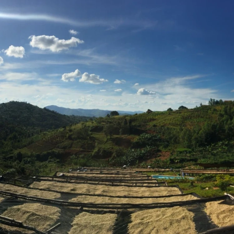1000 Hills Muhabura Rwanda honey filtr 250g kawa ziarnista Speciality | CoffeeLove