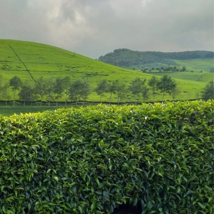 Kivu Reserve Organic Black | CoffeeLove