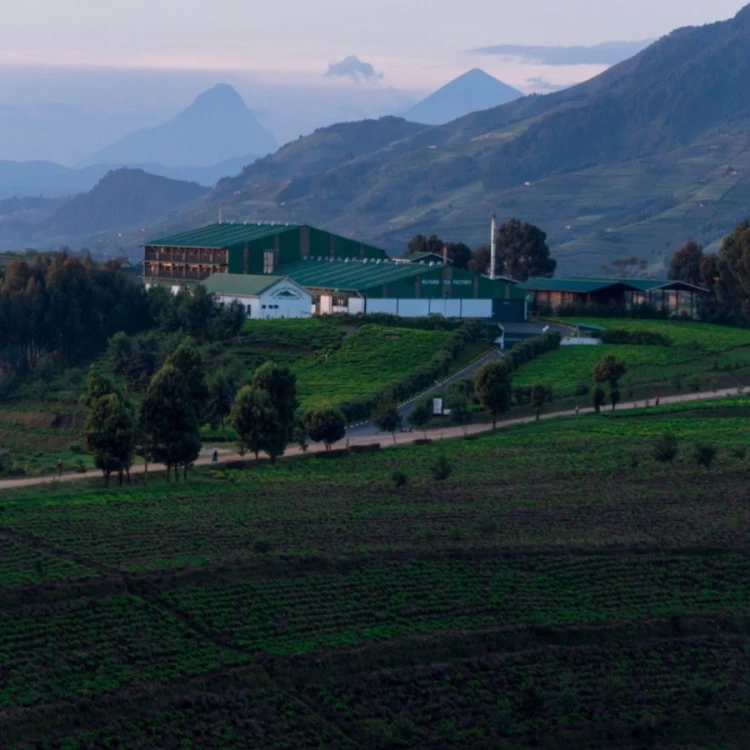 Kivu Reserve Organic Black | CoffeeLove